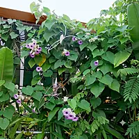 Elephant Creeper plant (Argyreia Nervosa)