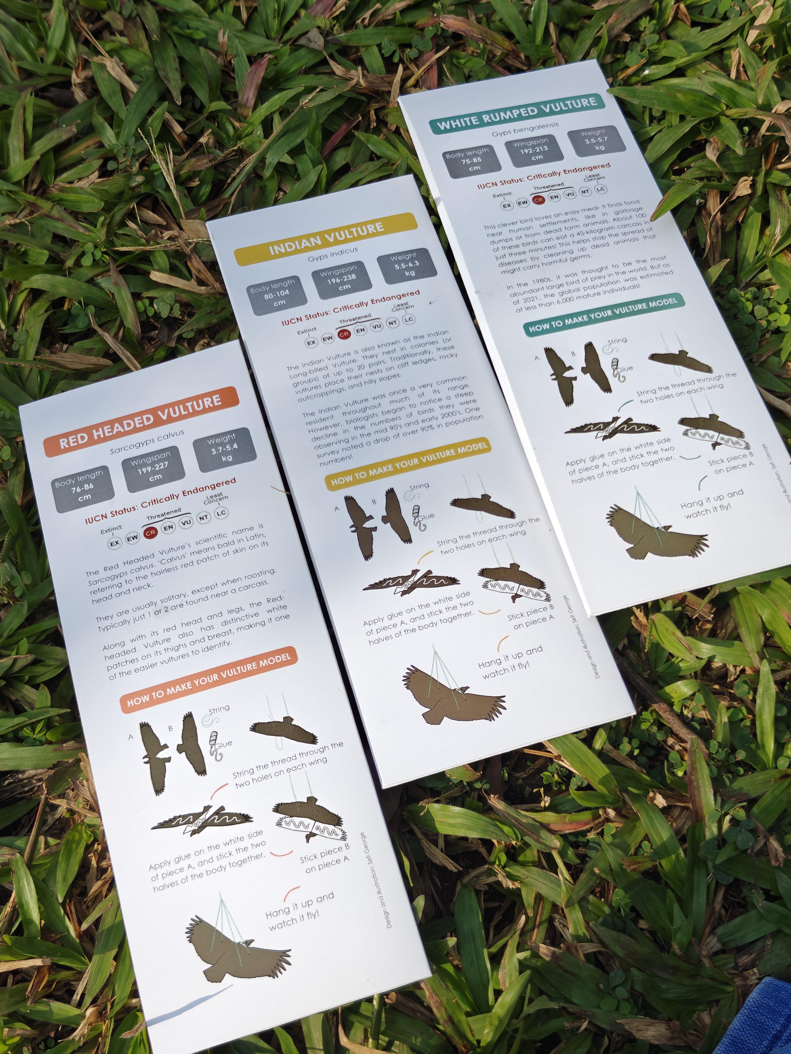 Vulture DIY Paper Kit – Set of 3 Hand-Illustrated Flying Vultures