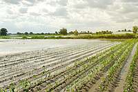 Crop Salvage & Post-Disaster Recovery Logistics