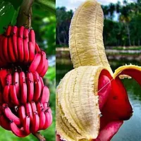 Jai Traders Red Banana