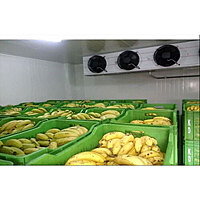 Blast Freezer & Ripening Chamber Refrigeration Service