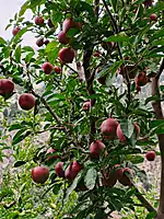 Kinnaur Red Delicious Apples