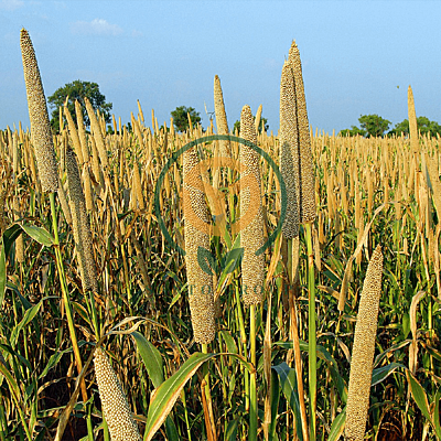 Bajra (Pearl Millet)
