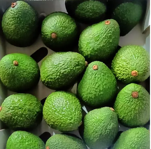 Fresh Green Avocado