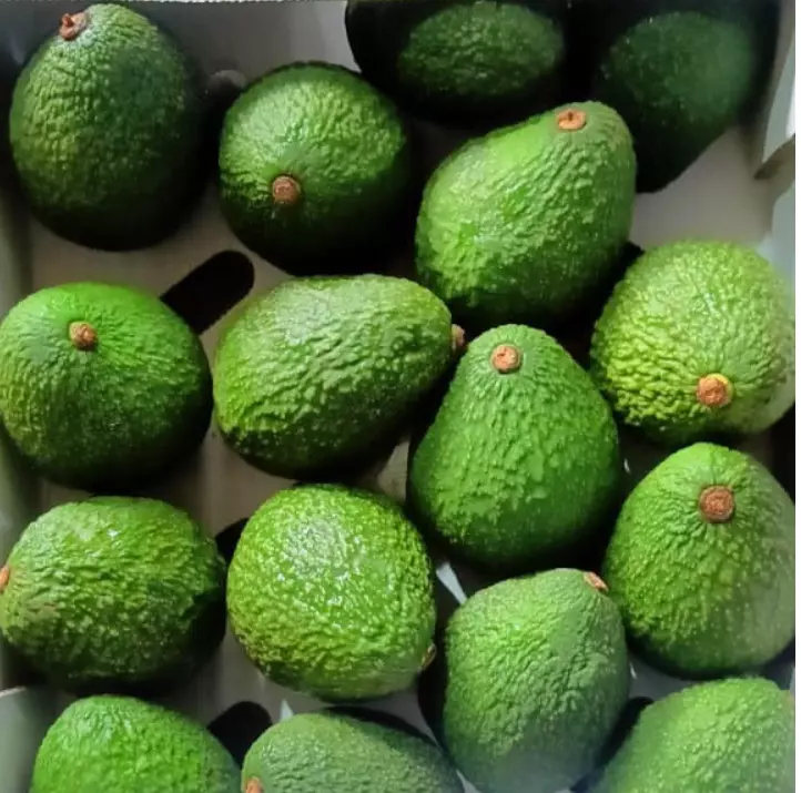 Fresh Green Avocado