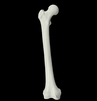 Femur