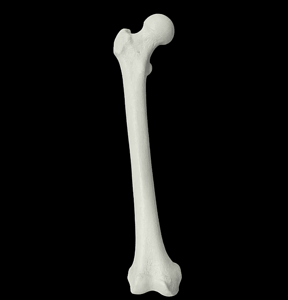 Femur