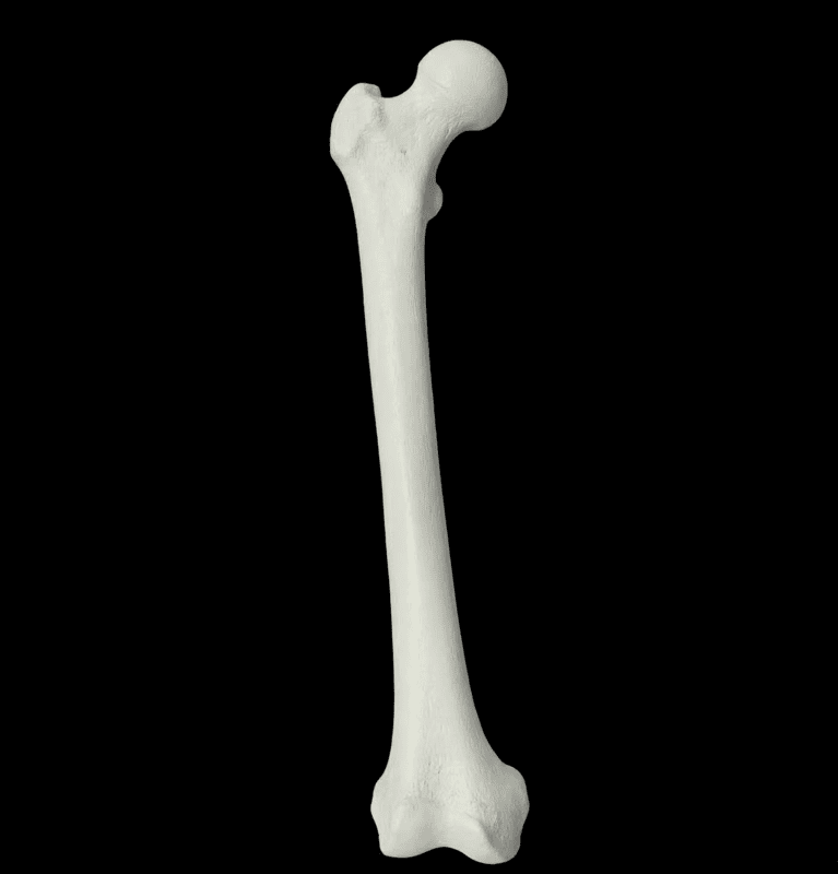 Femur