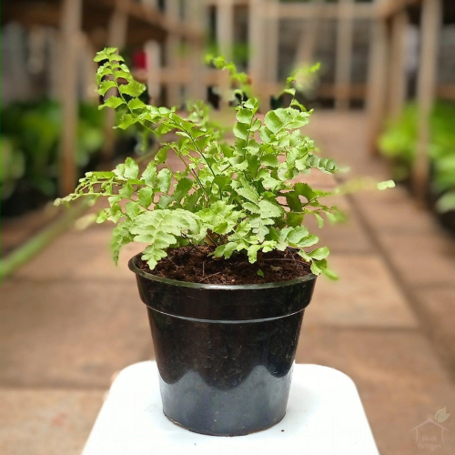 Fern Pom Pom Fern Pom Pom