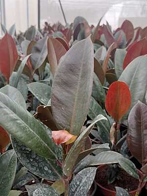 Ficus elastica