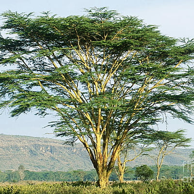 Acacia Xanthophloea Acacia Xanthophloea
