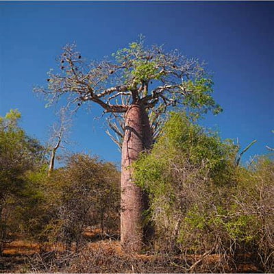 Adansonia Fony Adansonia Fony