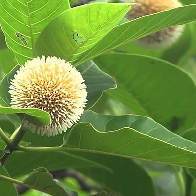 Anthocephalus Kadamba Anthocephalus Kadamba