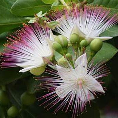 Barringtonia Barringtonia