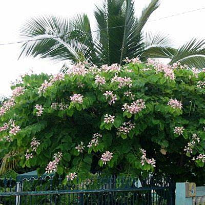 Bauhina Monandra Bauhina Monandra