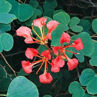 Bauhinia Galpinii Bauhinia Galpinii
