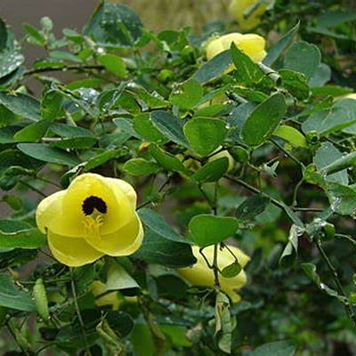 Bauhinia Tomentosa Bauhinia Tomentosa