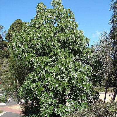 Brachychiton Australis Brachychiton Australis