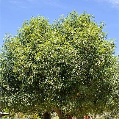 Brachychiton Populneus Brachychiton Populneus