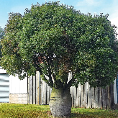 Brachychiton Rupestrys Brachychiton Rupestrys