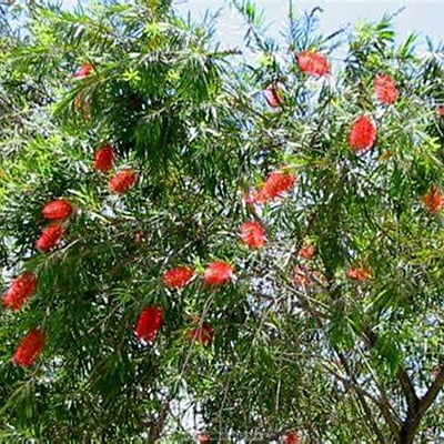 Callistemon Hannah Ray Callistemon Hannah Ray
