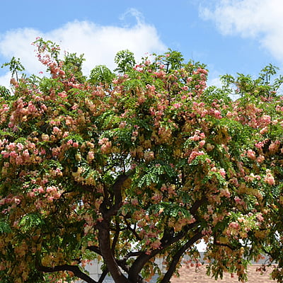 Cassia Rainbow Shower Cassia Rainbow Shower