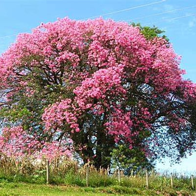 Ceiba spp. Ceiba spp.