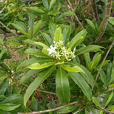 Cerbera Manghas Cerbera Manghas