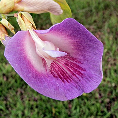 Clitoria Fairchildiana Clitoria Fairchildiana