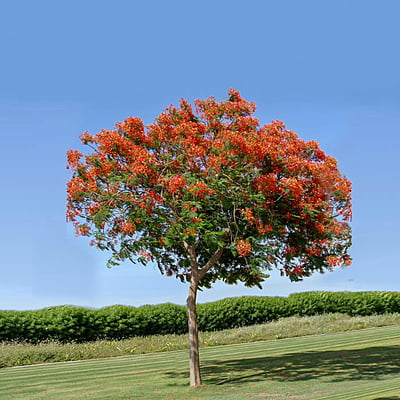 Delonix Regia Delonix Regia