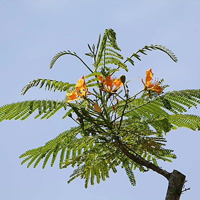 Delonix Regia "Galapagos Gold" Delonix Regia "Galapagos Gold"
