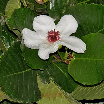 Dillenia Philippensis Dillenia Philippensis