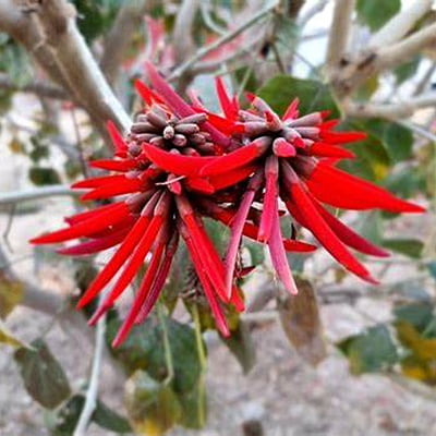 Erythrina spp. Erythrina spp.