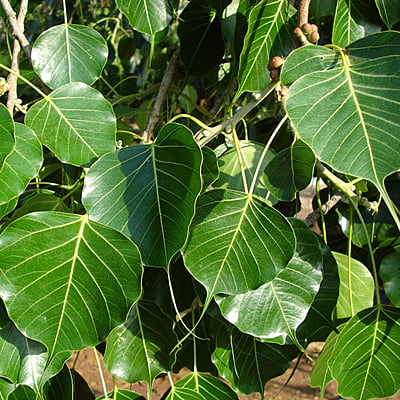 Ficus Religiosa Ficus Religiosa