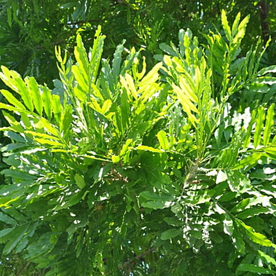 Filicium Decipiens Filicium Decipiens