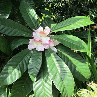 Gustavia Ignis Gustavia Ignis