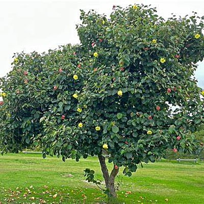 Hibiscus Tilaceous Hibiscus Tilaceous