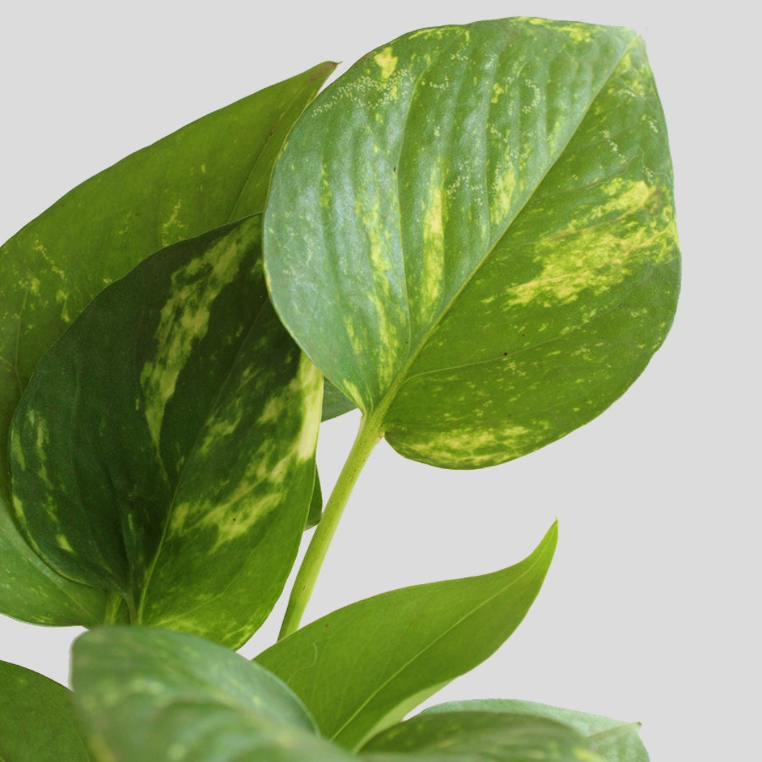 Money Plant Gold King