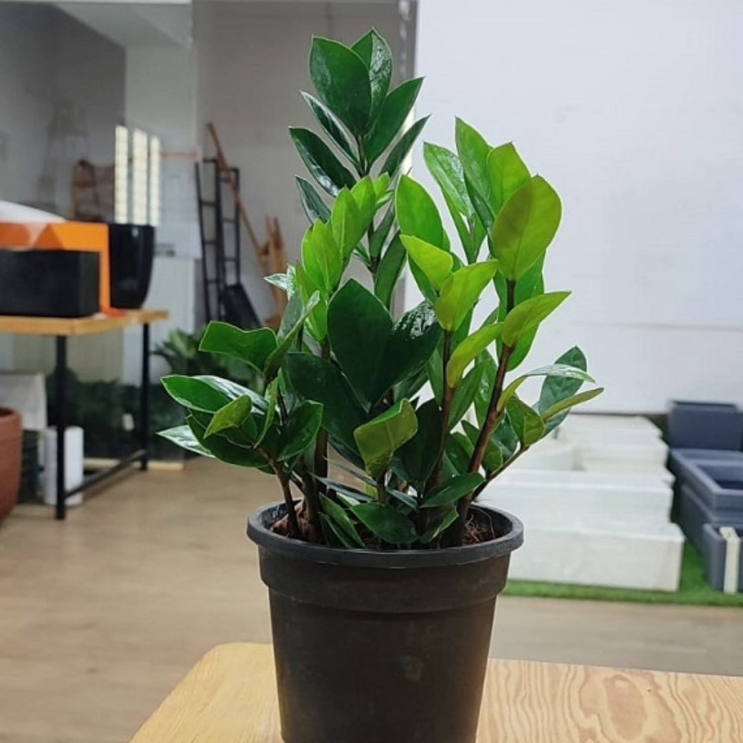 Zamia Mini
