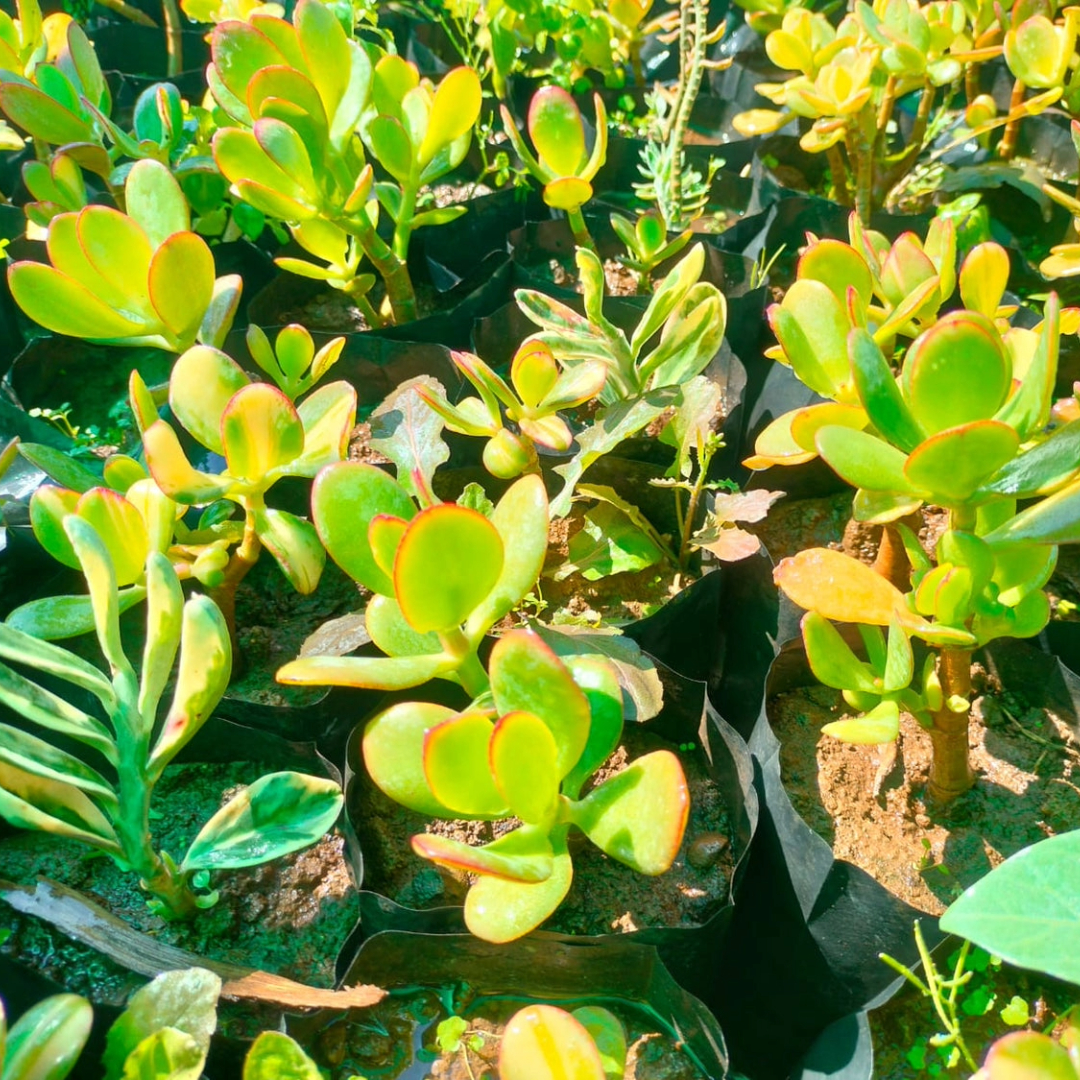 Pedilanthus 'Jurassic Park' Very Pedilanthus 'Jurassic Park' Very