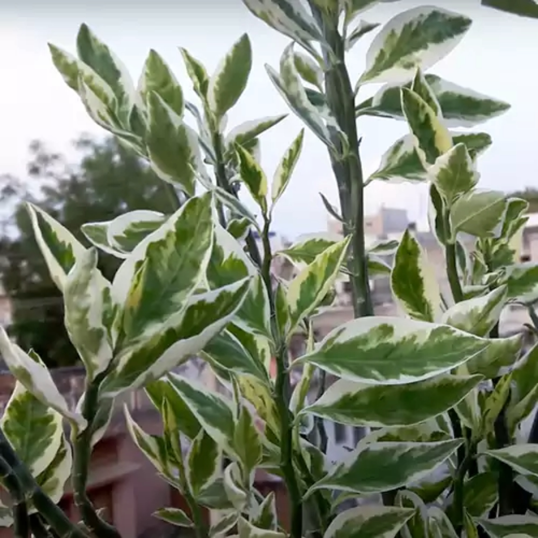 Pedilanthus Big Variegated Pedilanthus Big Variegated