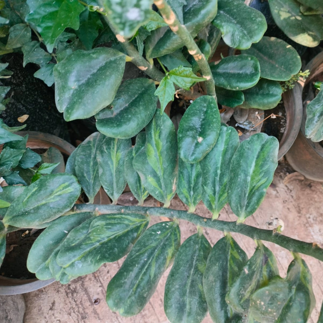 Pedilanthus Green Small Leaf Pedilanthus Green Small Leaf