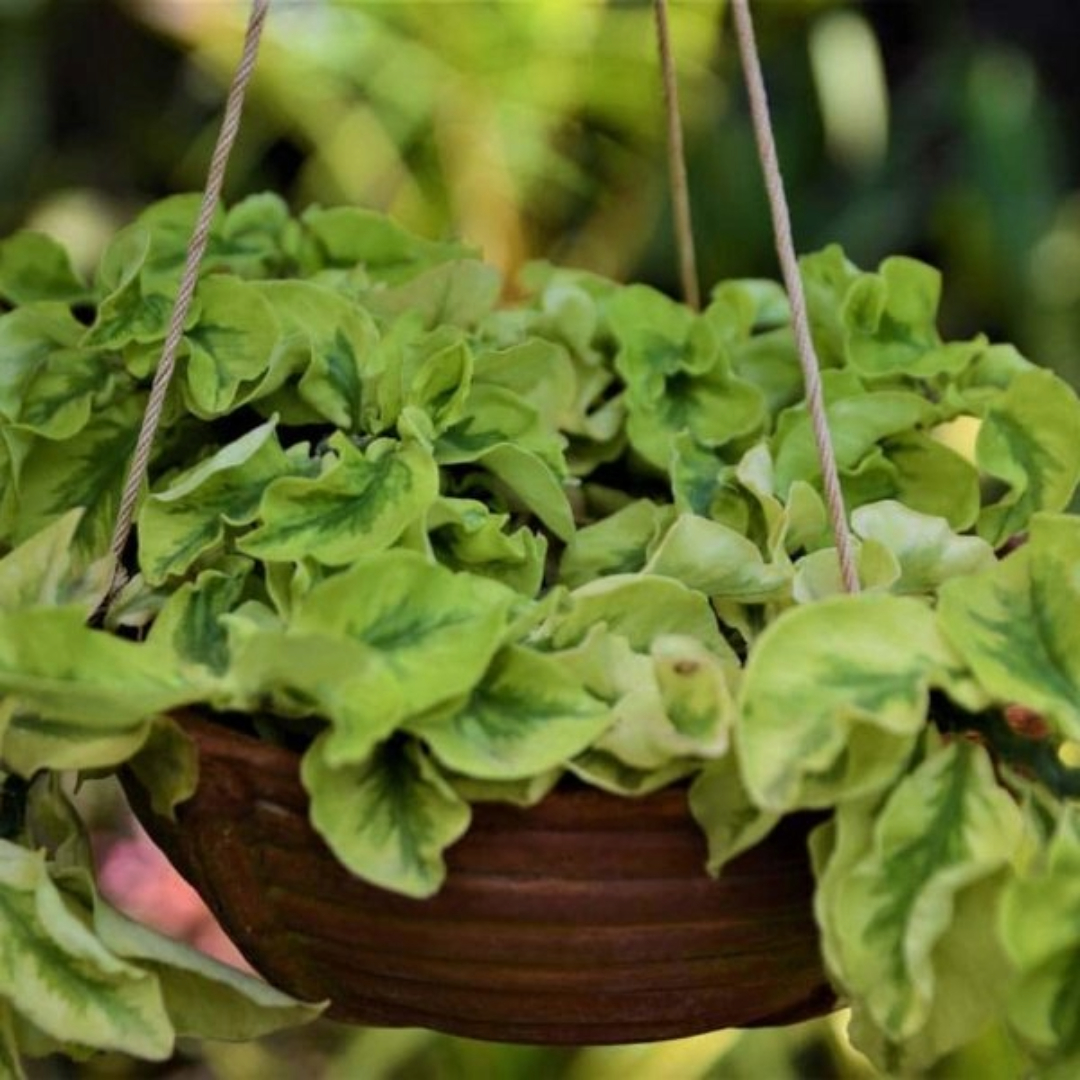 Pedilanthus Curly Green Pedilanthus Curly Green