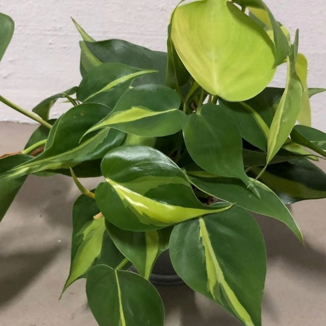 Pedilanthus Curly Gold Pedilanthus Curly Gold