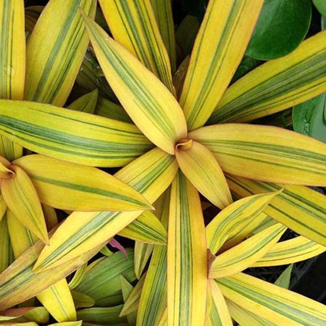 Rhoeo Golden Rhoeo Golden