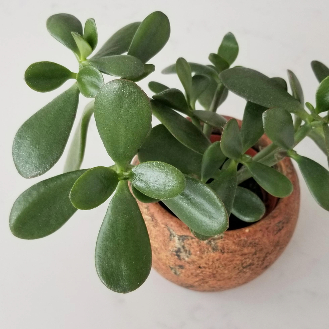 Jade Plant Green