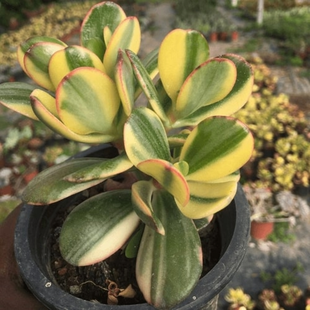 Jade Plant Vareigated