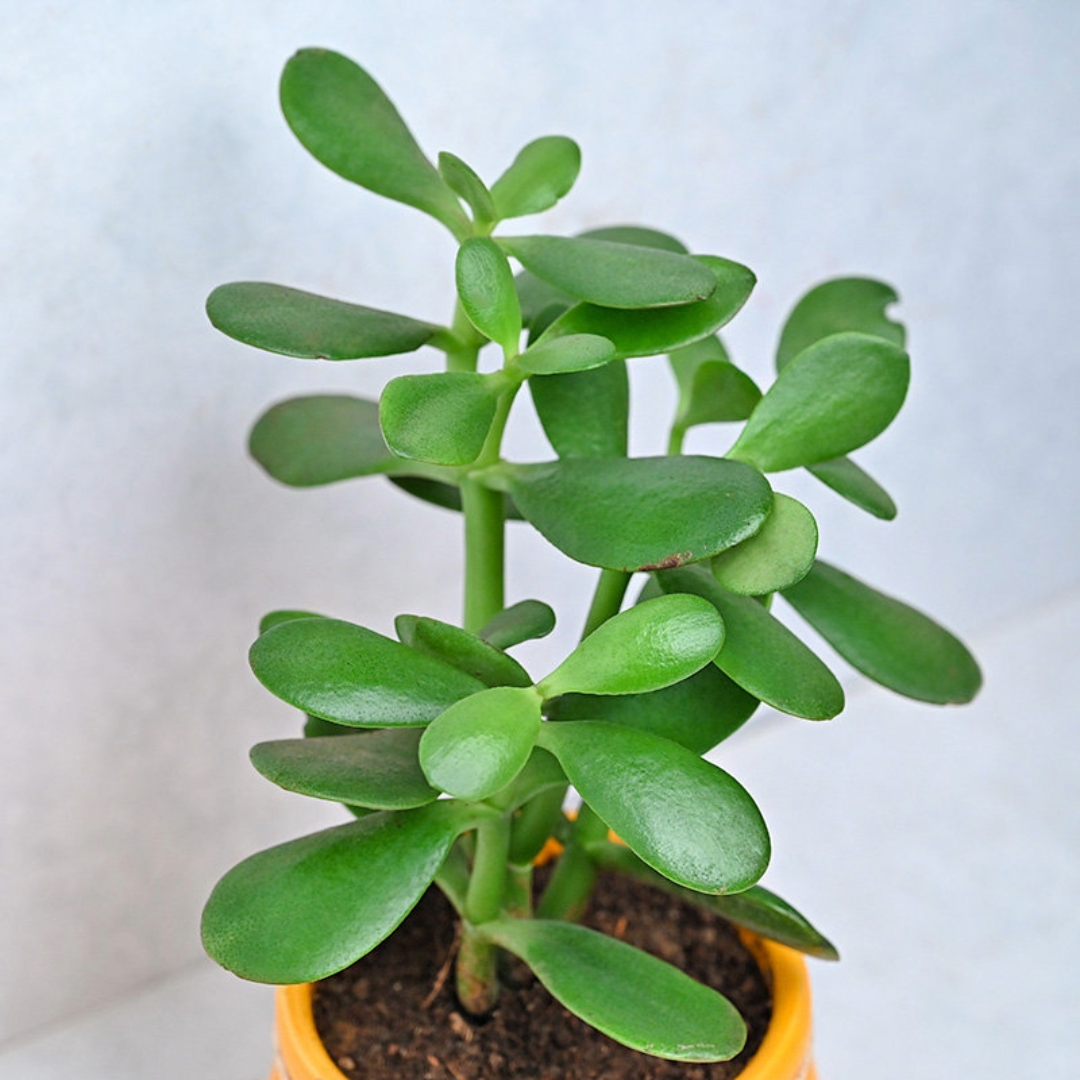 Crassula Ovata
