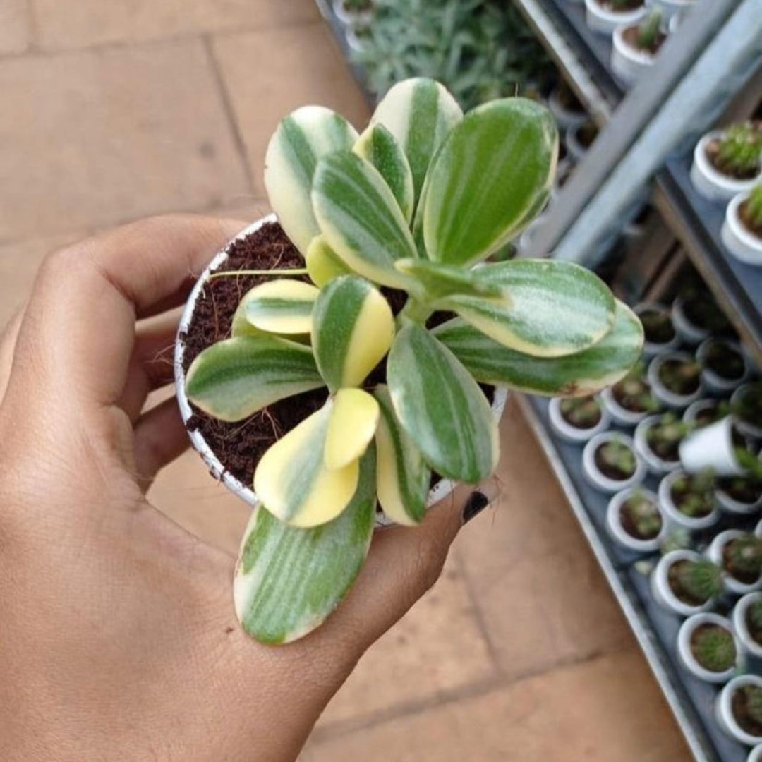 Crassula Variegated