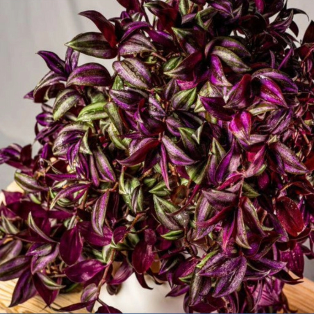 Tradescantia Silver Red